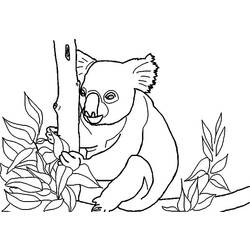 Раскраска: коала (Животные) #9456 - Бесплатные раскраски для печати