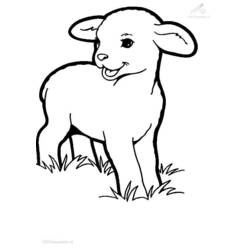 Раскраска: баранина (Животные) #178 - Раскраски для печати