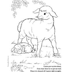 Раскраска: баранина (Животные) #268 - Раскраски для печати