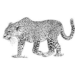 Раскраска: леопард (Животные) #9711 - Раскраски для печати