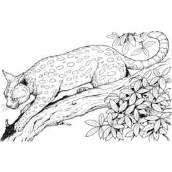 Раскраска: леопард (Животные) #9717 - Раскраски для печати