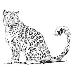 Раскраска: леопард (Животные) #9720 - Раскраски для печати