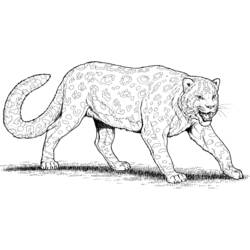 Раскраска: леопард (Животные) #9730 - Раскраски для печати