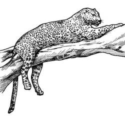 Раскраска: леопард (Животные) #9740 - Раскраски для печати