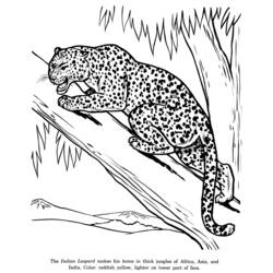 Раскраска: леопард (Животные) #9748 - Раскраски для печати
