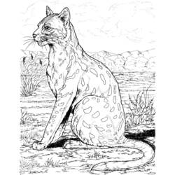 Раскраска: леопард (Животные) #9771 - Раскраски для печати