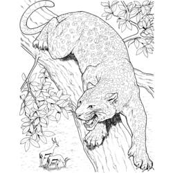 Раскраска: леопард (Животные) #9775 - Раскраски для печати