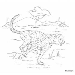 Раскраска: леопард (Животные) #9777 - Раскраски для печати
