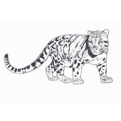 Раскраска: леопард (Животные) #9787 - Раскраски для печати