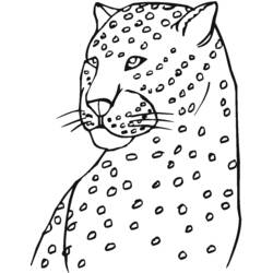 Раскраска: леопард (Животные) #9814 - Раскраски для печати