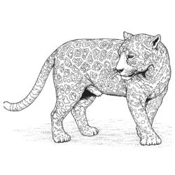 Раскраска: леопард (Животные) #9817 - Раскраски для печати