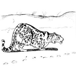 Раскраска: леопард (Животные) #9836 - Раскраски для печати