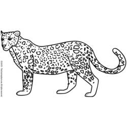 Раскраска: леопард (Животные) #9869 - Раскраски для печати
