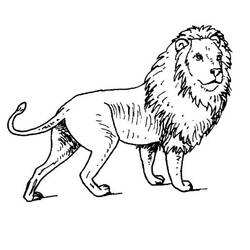 Раскраска: лев (Животные) #10273 - Бесплатные раскраски для печати