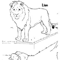 Раскраска: лев (Животные) #10359 - Бесплатные раскраски для печати