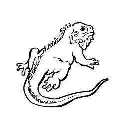 Раскраска: ящериц (Животные) #22338 - Раскраски для печати