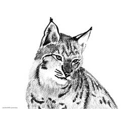 Раскраска: рысь (Животные) #10797 - Раскраски для печати