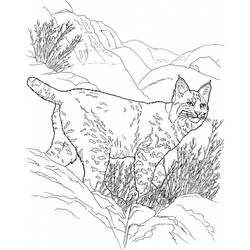 Раскраска: рысь (Животные) #10815 - Бесплатные раскраски для печати