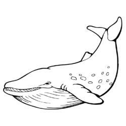 Раскраска: Морские животные (Животные) #22041 - Бесплатные раскраски для печати