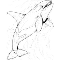 Раскраска: Морские животные (Животные) #22102 - Раскраски для печати