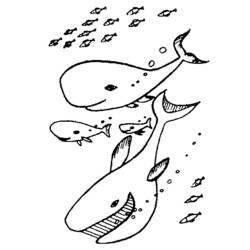 Раскраска: Морские животные (Животные) #22118 - Бесплатные раскраски для печати