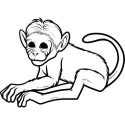 Раскраска: обезьяна (Животные) #14142 - Раскраски для печати