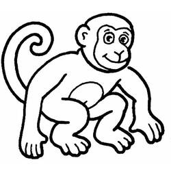 Раскраска: обезьяна (Животные) #14144 - Раскраски для печати