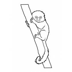 Раскраска: обезьяна (Животные) #14168 - Бесплатные раскраски для печати
