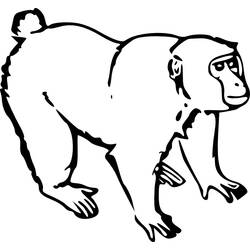 Раскраска: обезьяна (Животные) #14173 - Бесплатные раскраски для печати