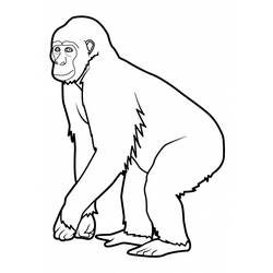Раскраска: обезьяна (Животные) #14196 - Раскраски для печати