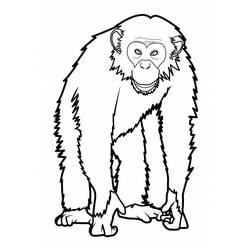 Раскраска: обезьяна (Животные) #14220 - Раскраски для печати