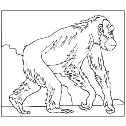 Раскраска: обезьяна (Животные) #14227 - Бесплатные раскраски для печати