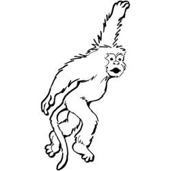 Раскраска: обезьяна (Животные) #14243 - Раскраски для печати
