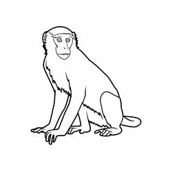 Раскраска: обезьяна (Животные) #14259 - Раскраски для печати