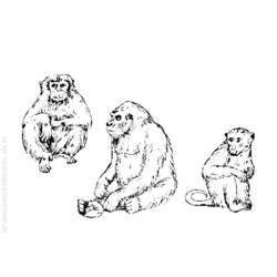 Раскраска: обезьяна (Животные) #14289 - Бесплатные раскраски для печати