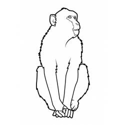 Раскраска: обезьяна (Животные) #14323 - Бесплатные раскраски для печати