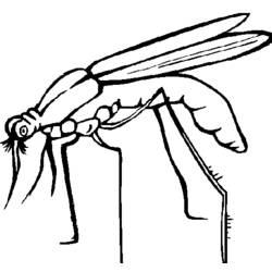 Раскраска: комар (Животные) #11324 - Раскраски для печати