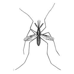 Раскраска: комар (Животные) #11325 - Раскраски для печати