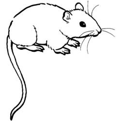 Раскраска: мышь (Животные) #13941 - Раскраски для печати
