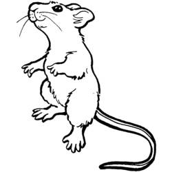 Раскраска: мышь (Животные) #13953 - Раскраски для печати