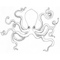 Раскраска: осьминог (Животные) #18918 - Раскраски для печати
