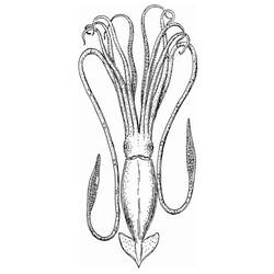 Раскраска: осьминог (Животные) #18945 - Бесплатные раскраски для печати