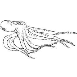Раскраска: осьминог (Животные) #18978 - Раскраски для печати