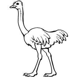 Раскраска: страус (Животные) #675 - Раскраски для печати