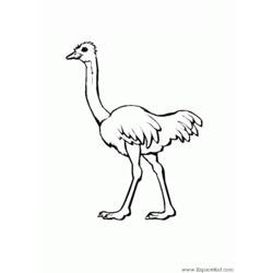 Раскраски: страус - Раскраски для печати
