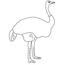 Раскраска: страус (Животные) #679 - Раскраски для печати