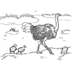 Раскраска: страус (Животные) #680 - Раскраски для печати