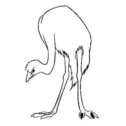 Раскраска: страус (Животные) #681 - Раскраски для печати