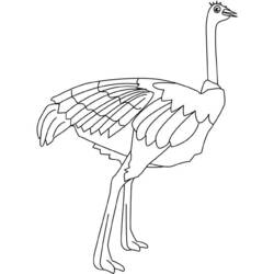 Раскраска: страус (Животные) #682 - Раскраски для печати