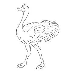 Раскраска: страус (Животные) #684 - Раскраски для печати